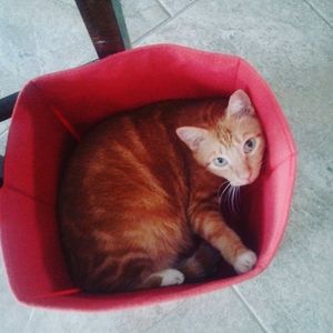 Meet your Posher, Chris